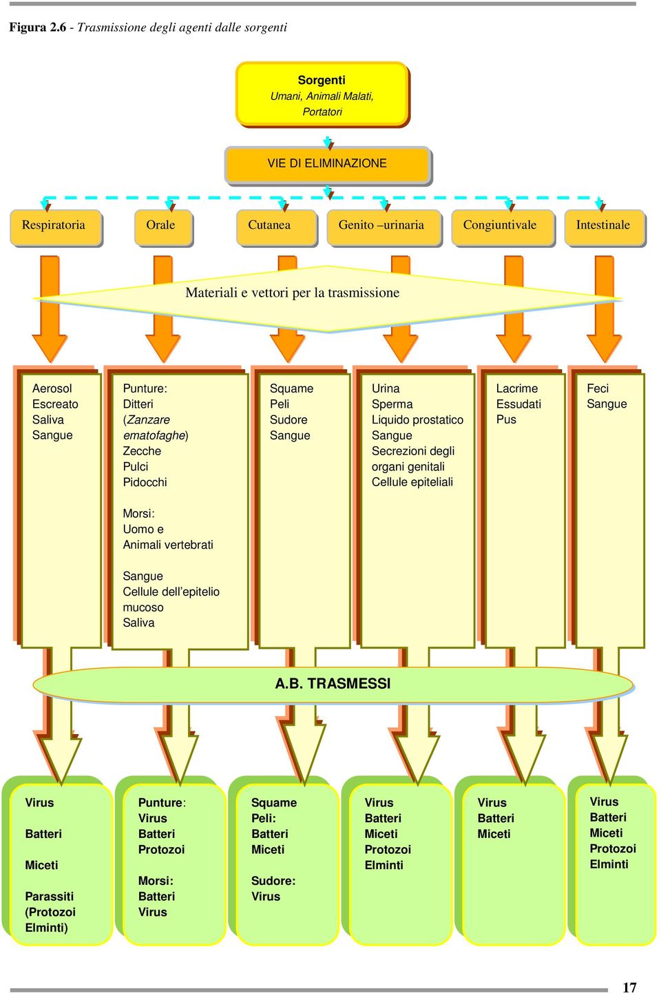 la trasmissione Aerosol Escreato Saliva Sangue Punture: Ditteri (Zanzare ematofaghe) Zecche Pulci Pidocchi Squame Peli Sudore Sangue Urina Sperma Liquido prostatico Sangue Secrezioni degli organi