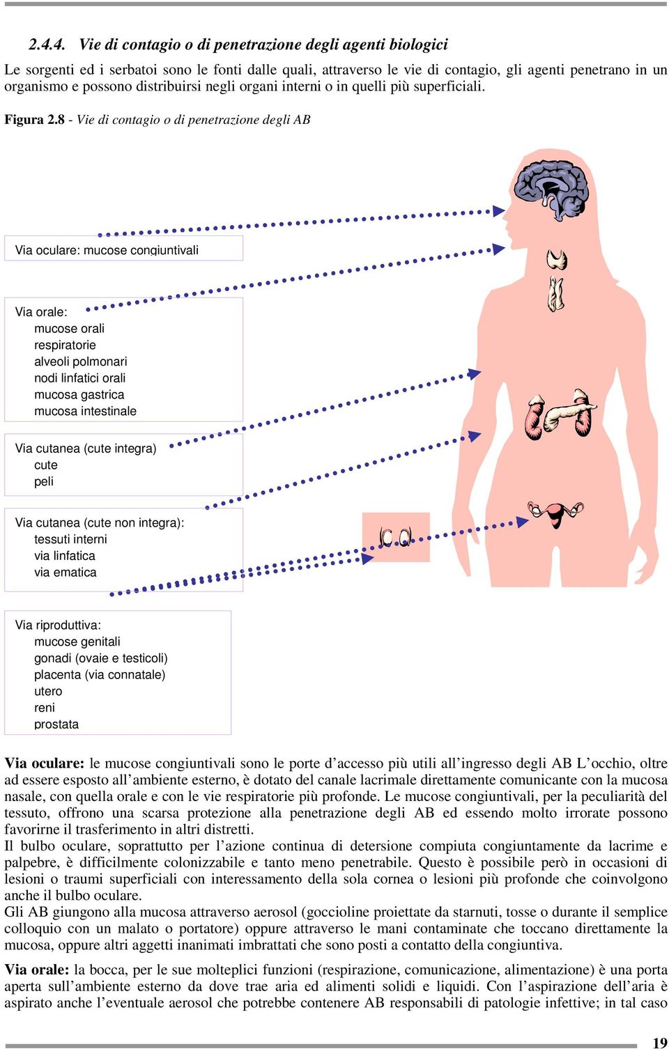 8 - Vie di contagio o di penetrazione degli AB Via oculare: mucose congiuntivali Via orale: mucose orali respiratorie alveoli polmonari nodi linfatici orali mucosa gastrica mucosa intestinale Via