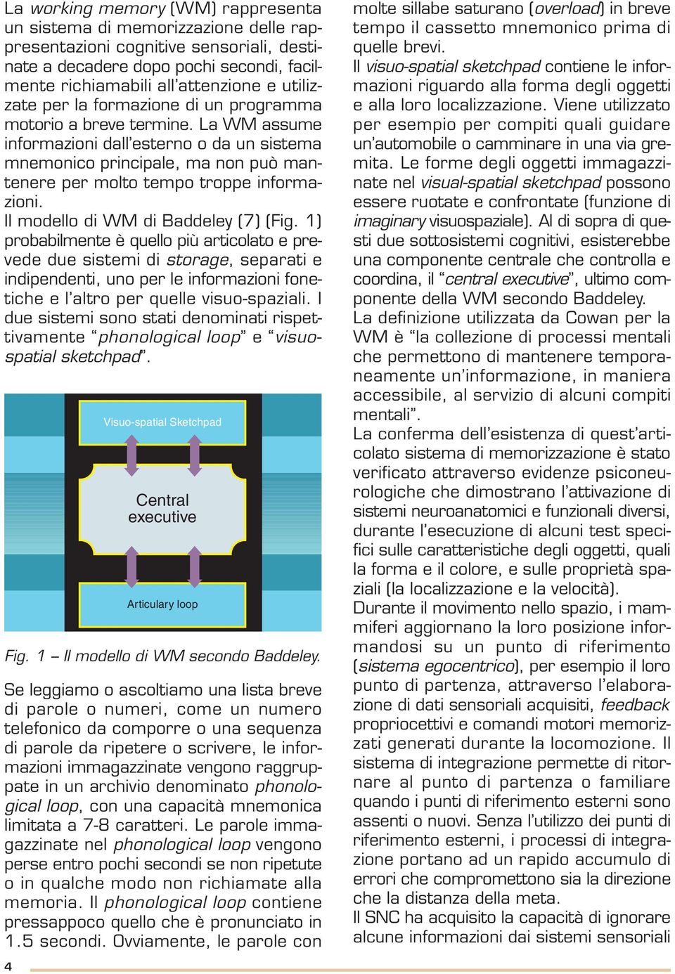 La WM assume informazioni dall esterno o da un sistema mnemonico principale, ma non può mantenere per molto tempo troppe informazioni. Il modello di WM di Baddeley (7) (Fig.