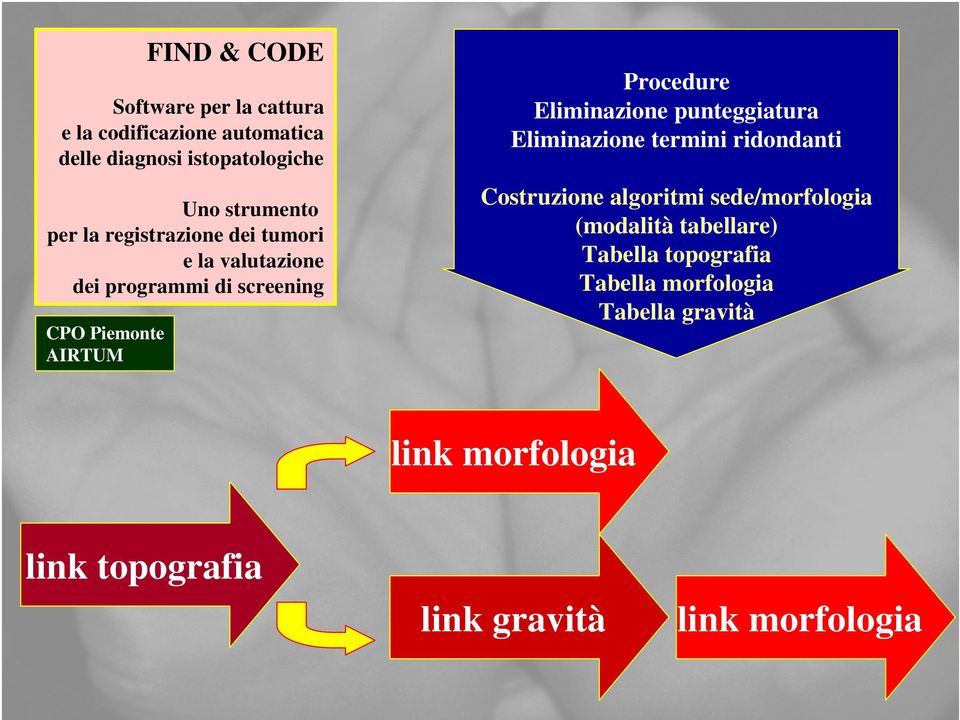 Eliminazione punteggiatura Eliminazione termini ridondanti Costruzione algoritmi sede/morfologia (modalità