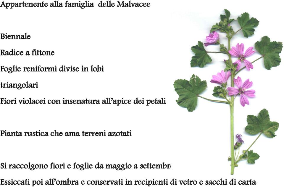 petali Pianta rustica che ama terreni azotati Si raccolgono fiori e foglie da