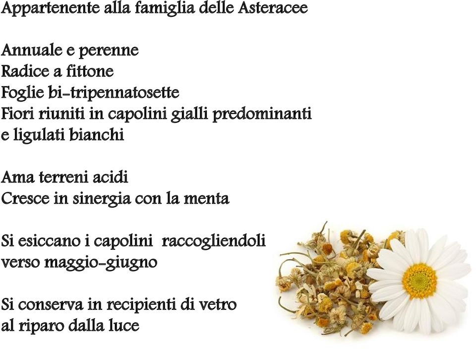 bianchi Ama terreni acidi Cresce in sinergia con la menta Si esiccano i capolini