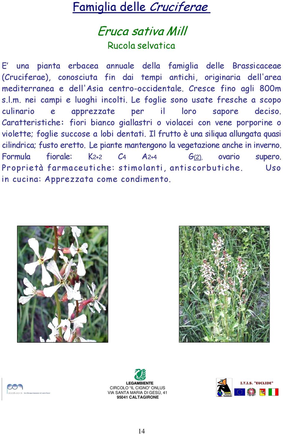 Caratteristiche: fiori bianco giallastri o violacei con vene porporine o violette; foglie succose a lobi dentati. Il frutto è una siliqua allungata quasi cilindrica; fusto eretto.