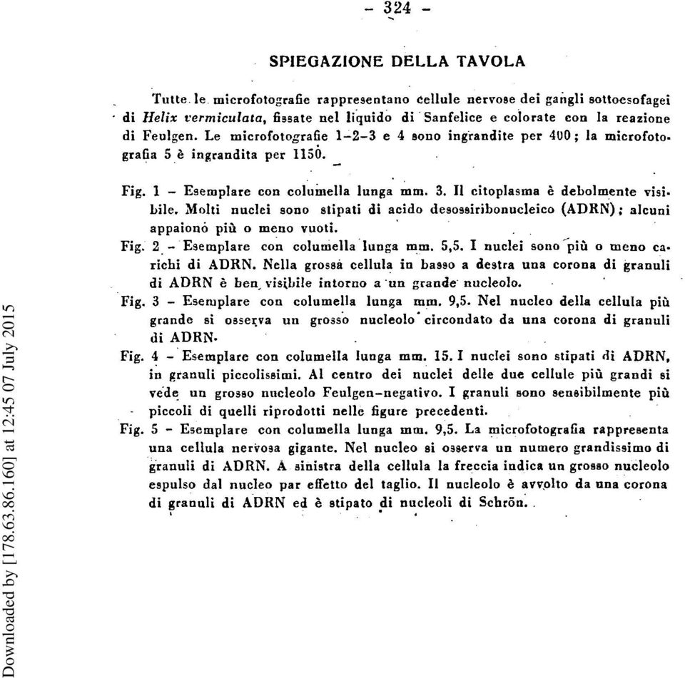 Molti nuclei sono stipati di acido desossiribonucleico (ADRN) ; alcuni appaiono più o meno vuoti. Fig. 2 -Esemplare con columella lunga mm. 5,5. I nuclei sono più o meno carichi di ADKN.