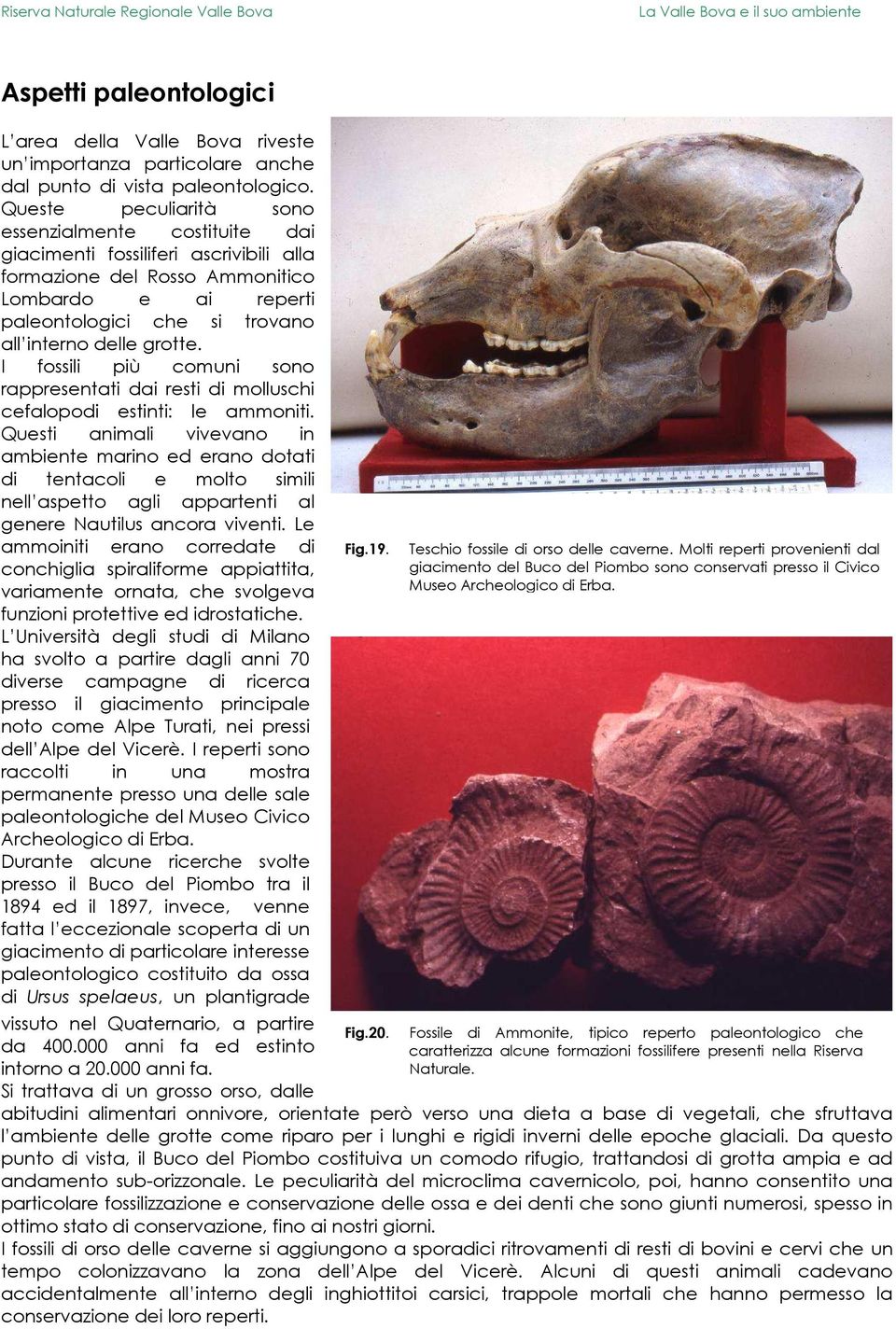 grotte. I fossili più comuni sono rappresentati dai resti di molluschi cefalopodi estinti: le ammoniti.