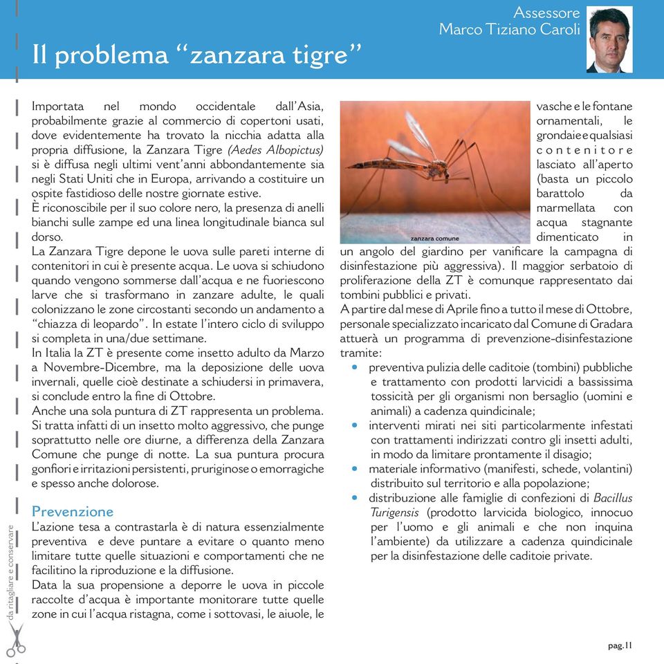 costituire un ospite fastidioso delle nostre giornate estive. È riconoscibile per il suo colore nero, la presenza di anelli bianchi sulle zampe ed una linea longitudinale bianca sul dorso.