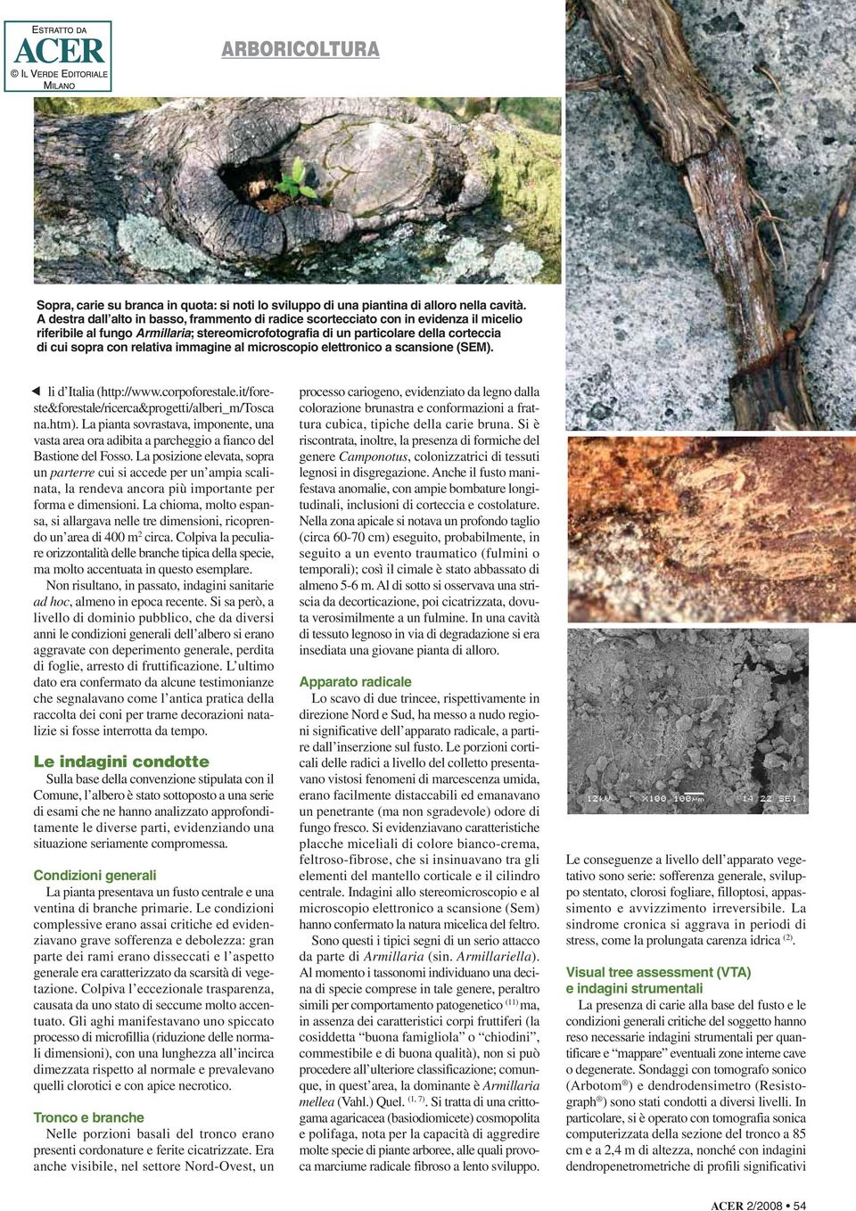 relativa immagine al microscopio elettronico a scansione (SEM). li d Italia (http://www.corpoforestale.it/foreste&forestale/ricerca&progetti/alberi_m/tosca na.htm).