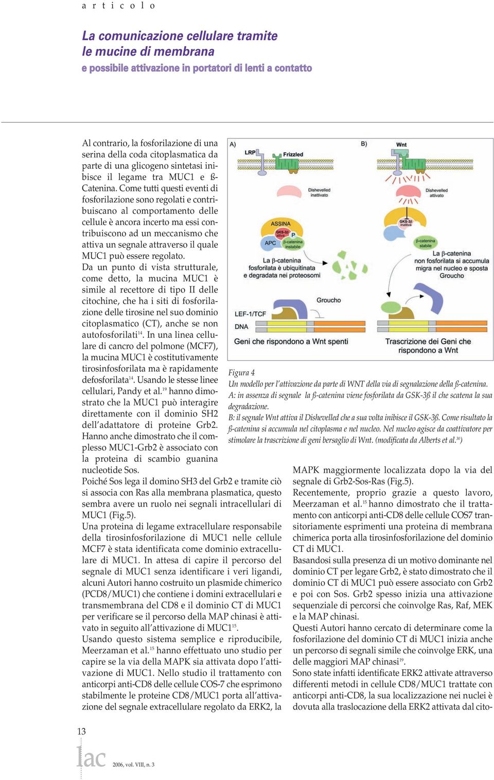 Come tutti questi eventi di fosforilazione sono regolati e contribuiscano al comportamento delle cellule è ancora incerto ma essi contribuiscono ad un meccanismo che attiva un segnale attraverso il