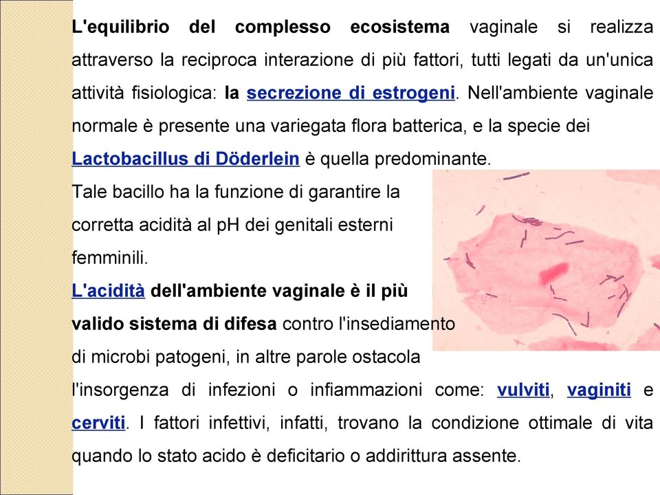 Tale bacillo ha la funzione di garantire la corretta acidità al ph dei genitali esterni femminili.