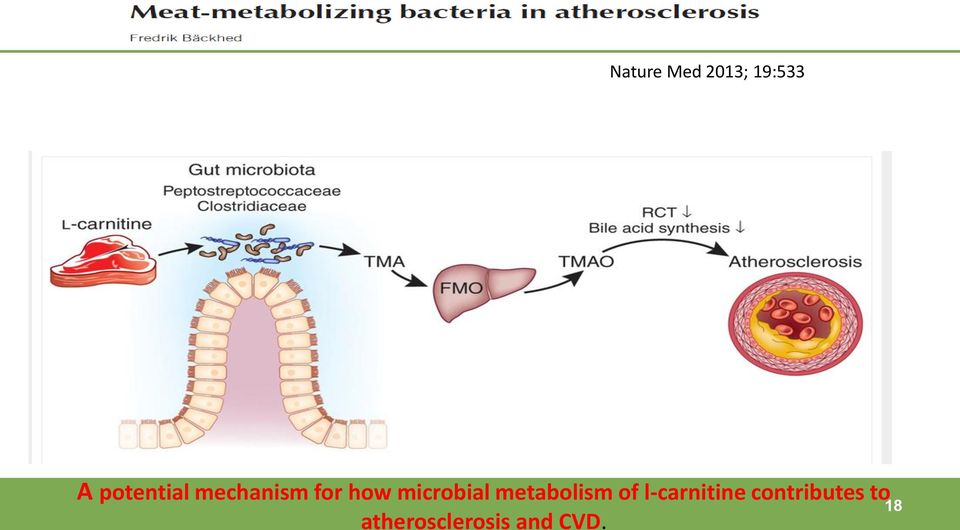 microbial metabolism of
