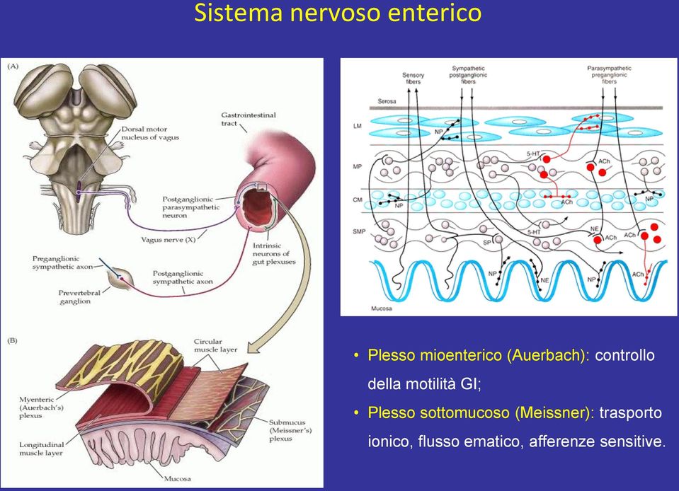motilità GI; Plesso sottomucoso