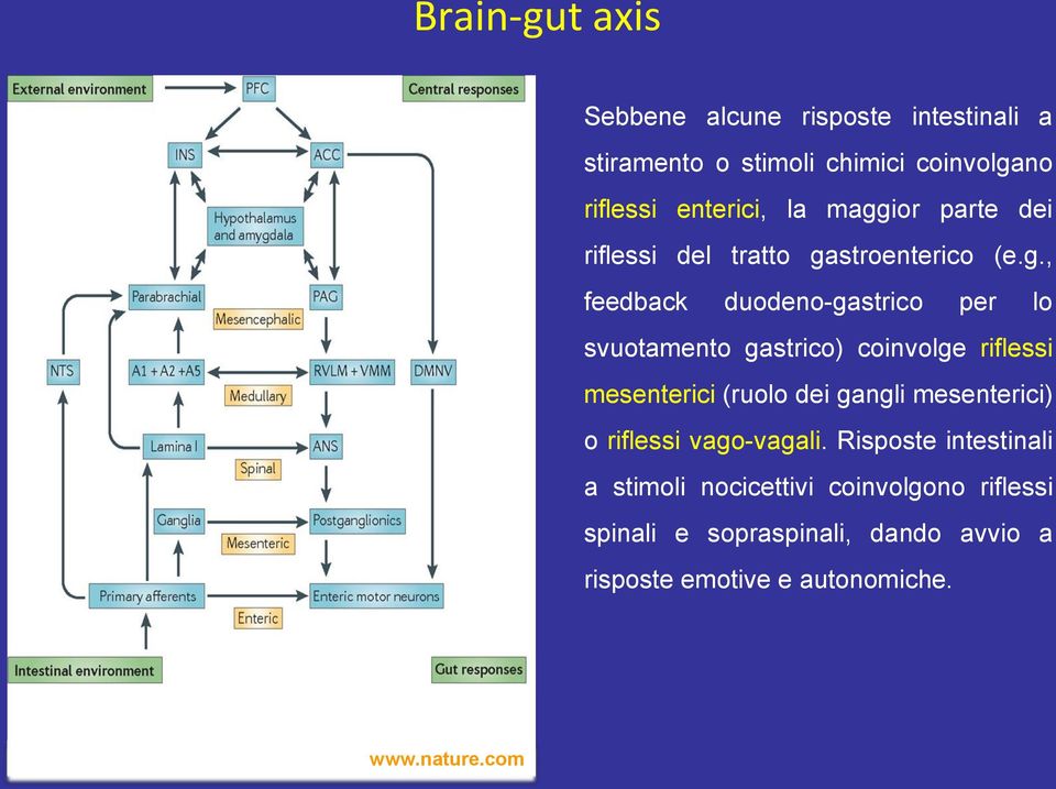 coinvolge riflessi mesenterici (ruolo dei gangli mesenterici) o riflessi vago-vagali.