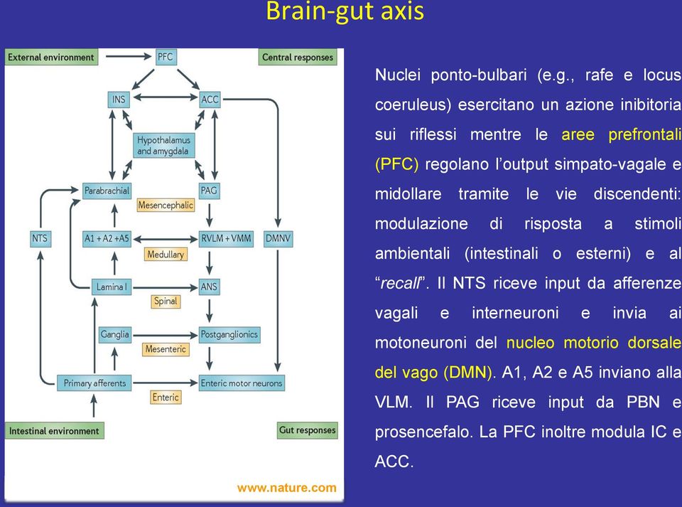 , rafe e locus coeruleus) esercitano un azione inibitoria sui riflessi mentre le aree prefrontali (PFC) regolano l output