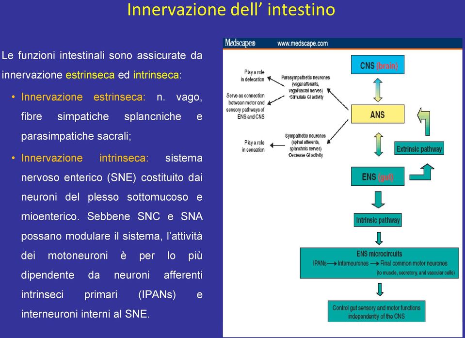 vago, fibre simpatiche splancniche e parasimpatiche sacrali; Innervazione intrinseca: sistema nervoso enterico (SNE)