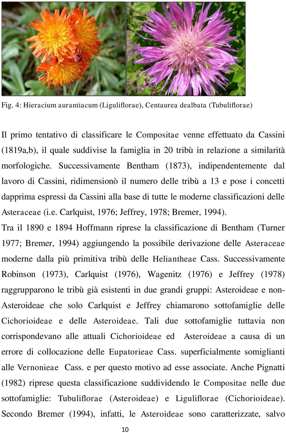 Successivamente Bentham (1873), indipendentemente dal lavoro di Cassini, ridimensionò il numero delle tribù a 13 e pose i concetti dapprima espressi da Cassini alla base di tutte le moderne