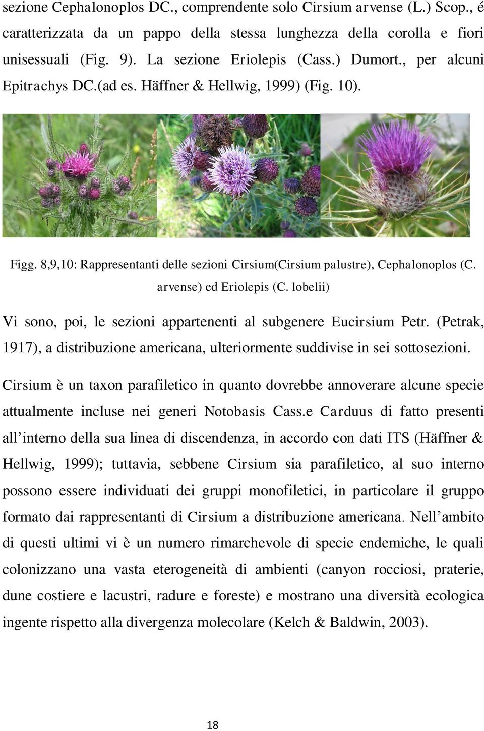 lobelii) Vi sono, poi, le sezioni appartenenti al subgenere Eucirsium Petr. (Petrak, 1917), a distribuzione americana, ulteriormente suddivise in sei sottosezioni.