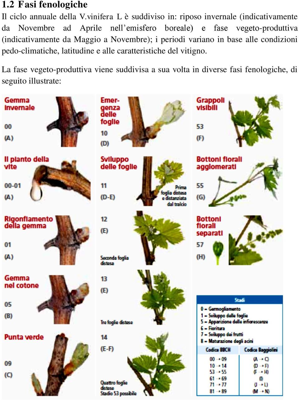 e fase vegeto-produttiva (indicativamente da Maggio a Novembre); i periodi variano in base alle condizioni