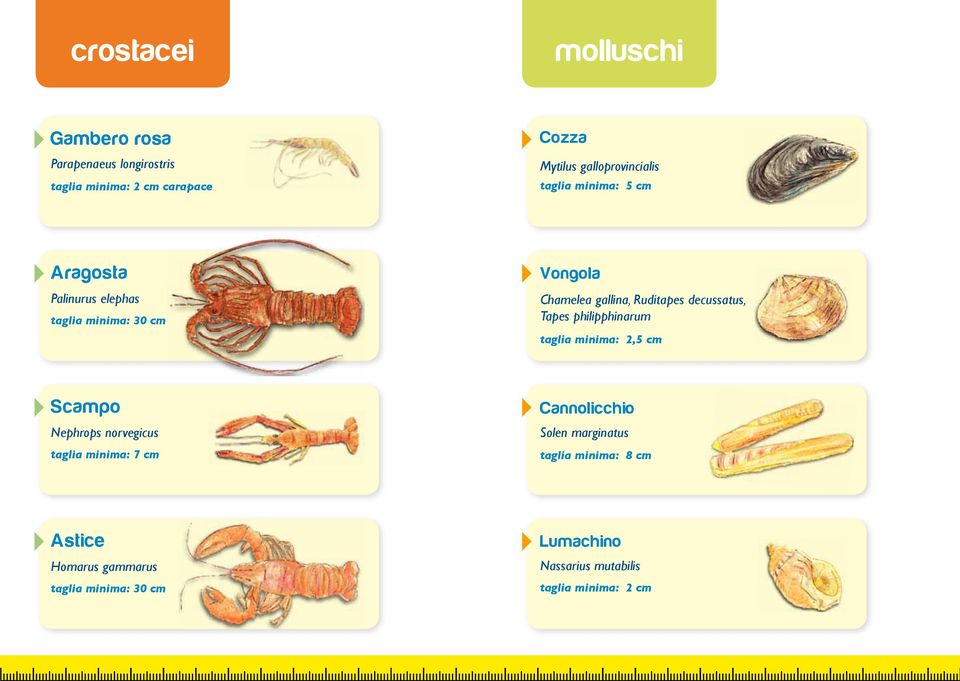 Ruditapes decussatus, Tapes philipphinarum taglia minima: 2,5 cm Scampo Nephrops norvegicus taglia minima: 7 cm