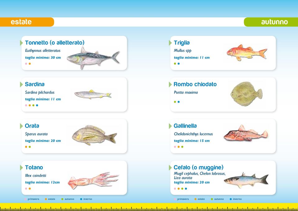 Gallinella Chelidonichthys lucernus taglia minima: 15 cm Totano Illex coindetti taglia minima: 12cm Cefalo (o muggine)