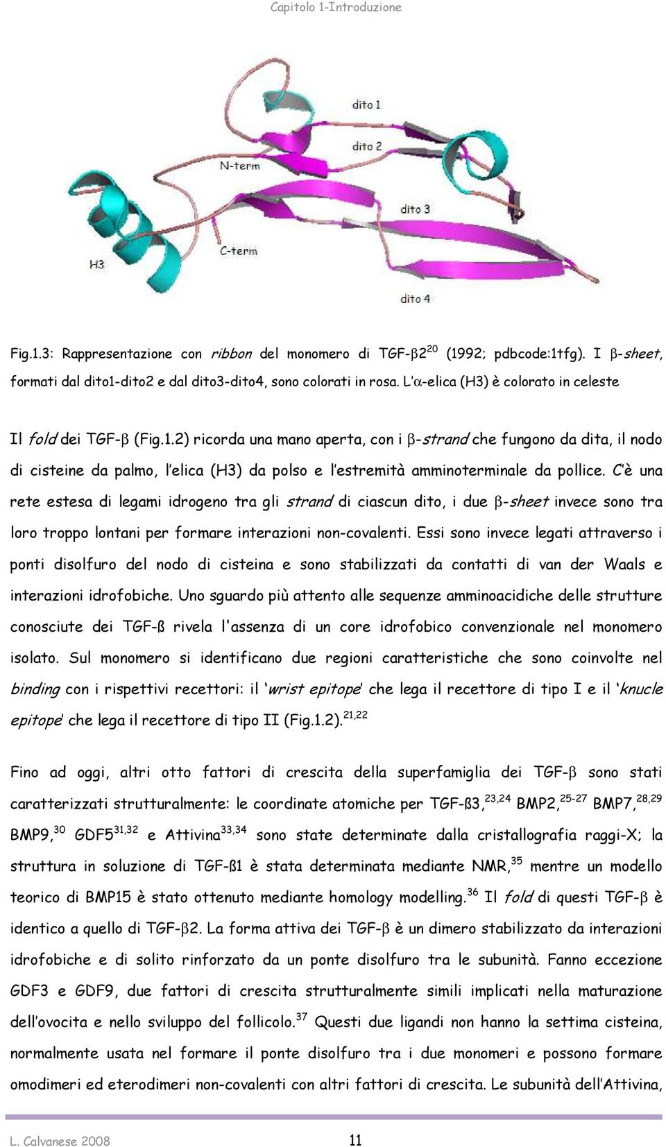 2) ricorda una mano aperta, con i β-strand che fungono da dita, il nodo di cisteine da palmo, l elica (H3) da polso e l estremità amminoterminale da pollice.