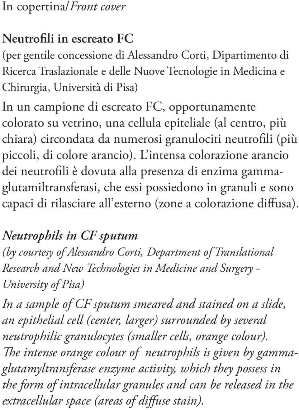 L intensa colorazione arancio dei neutrofili è dovuta alla presenza di enzima gammaglutamiltransferasi, che essi possiedono in granuli e sono capaci di rilasciare all esterno (zone a colorazione