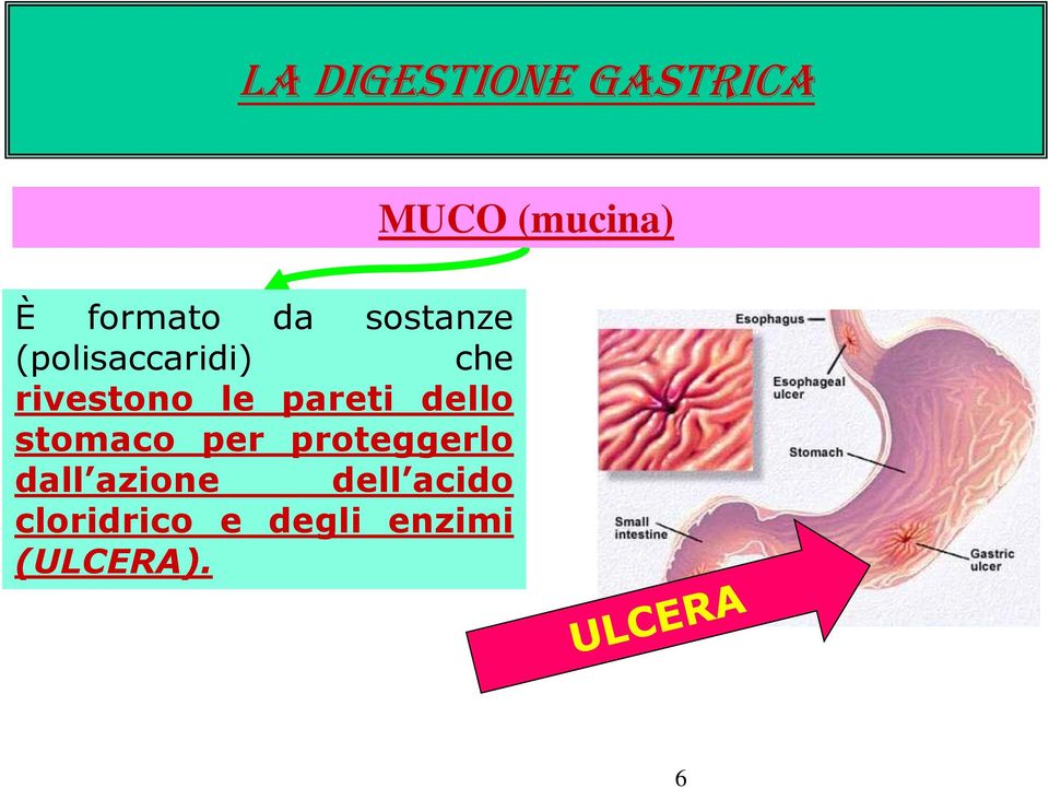 pareti dello stomaco per proteggerlo dall