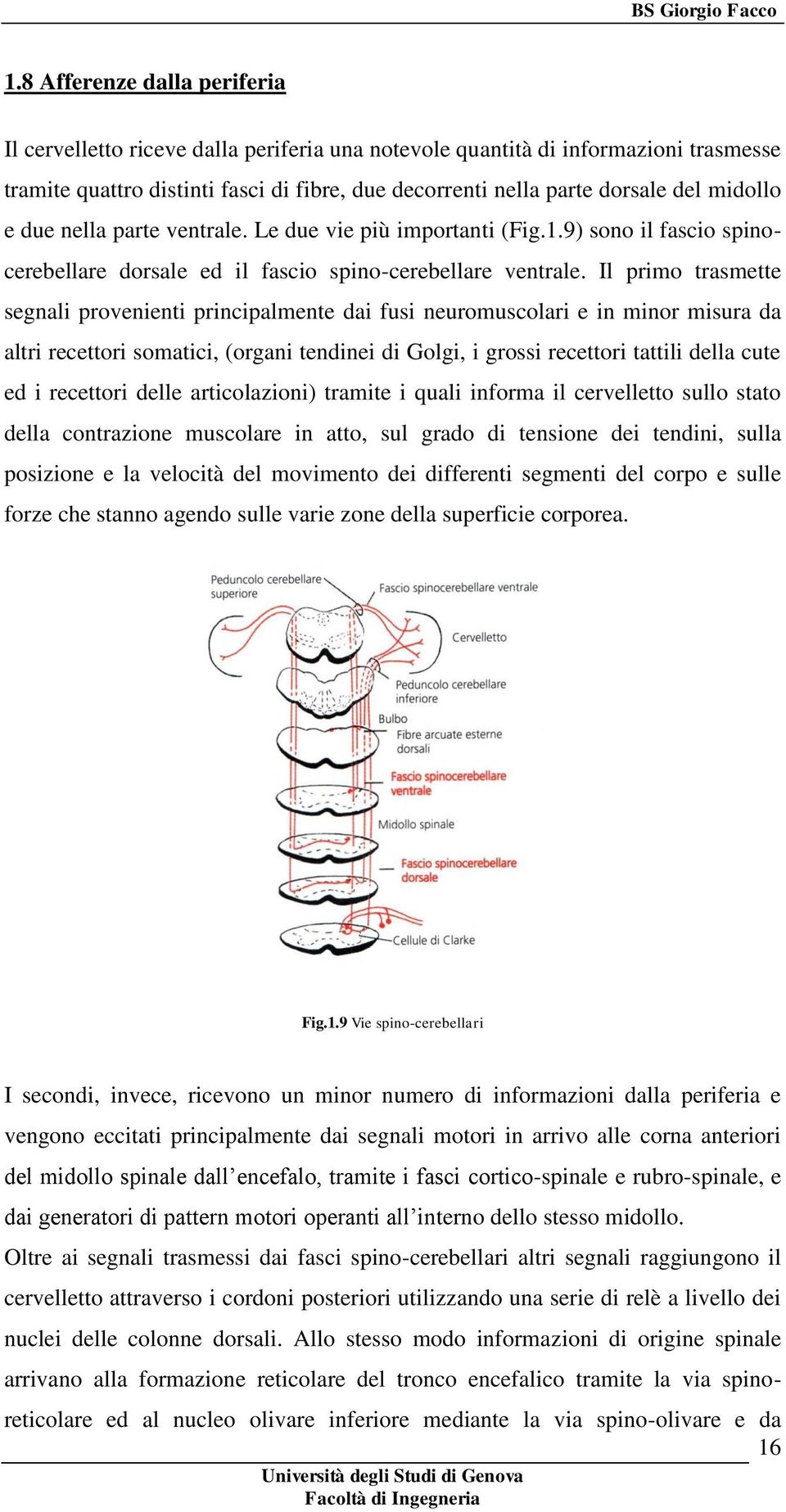 Il primo trasmette segnali provenienti principalmente dai fusi neuromuscolari e in minor misura da altri recettori somatici, (organi tendinei di Golgi, i grossi recettori tattili della cute ed i