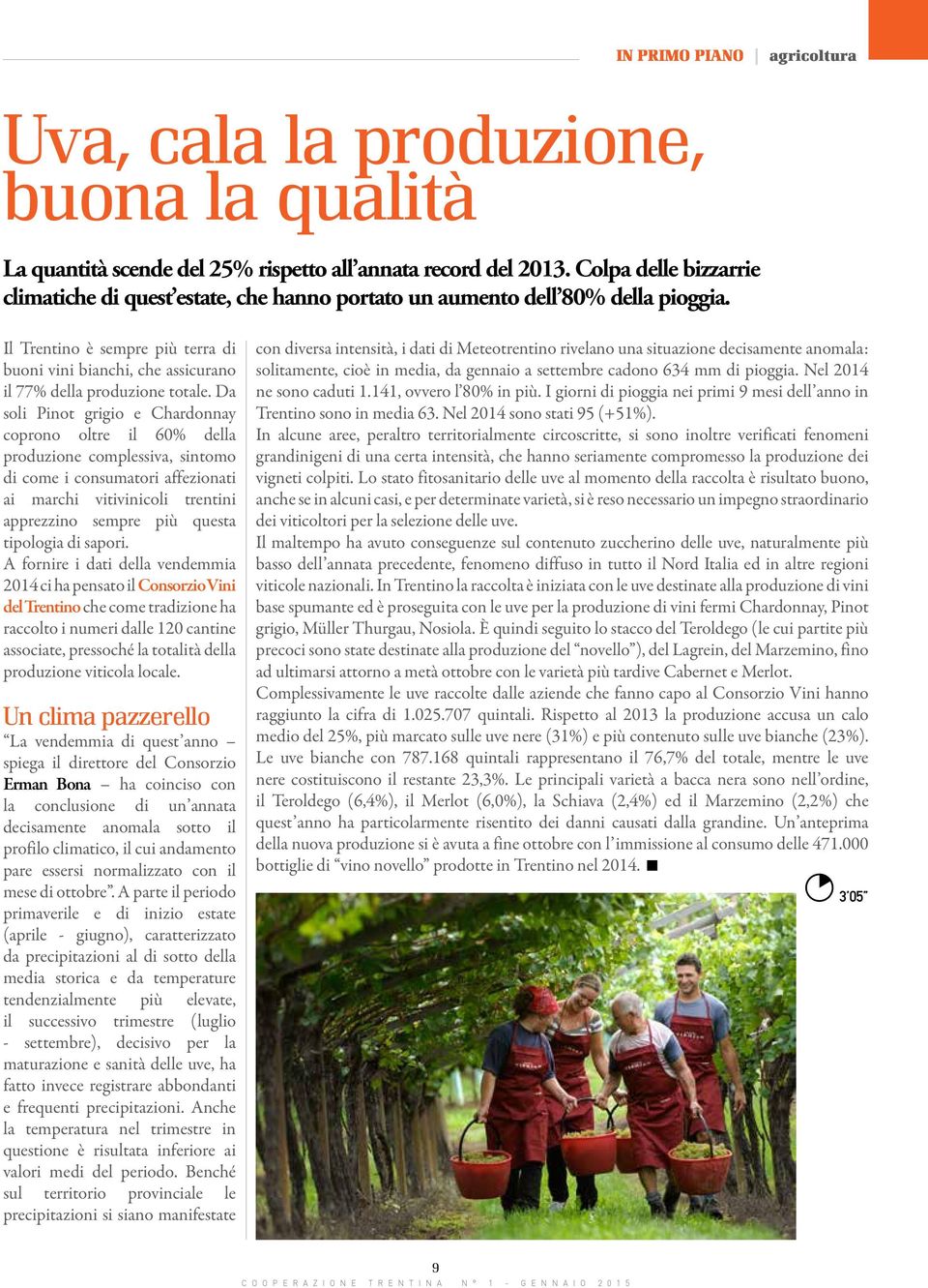 Il Trentino è sempre più terra di buoni vini bianchi, che assicurano il 77% della produzione totale.