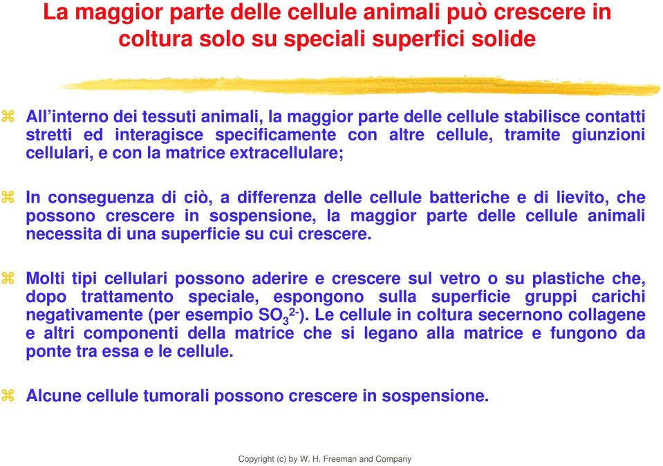 crescere in sospensione, la maggior parte delle cellule animali necessita di una superficie su cui crescere.