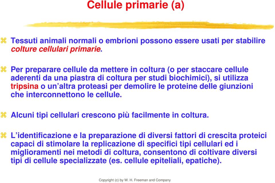 demolire le proteine delle giunzioni che interconnettono le cellule. Alcuni tipi cellulari crescono più facilmente in coltura.