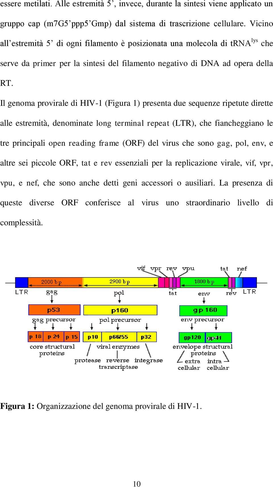 Il genoma provirale di HIV-1 (Figura 1) presenta due sequenze ripetute dirette alle estremità, denominate long terminal repeat (LTR), che fiancheggiano le tre principali open reading frame (ORF) del