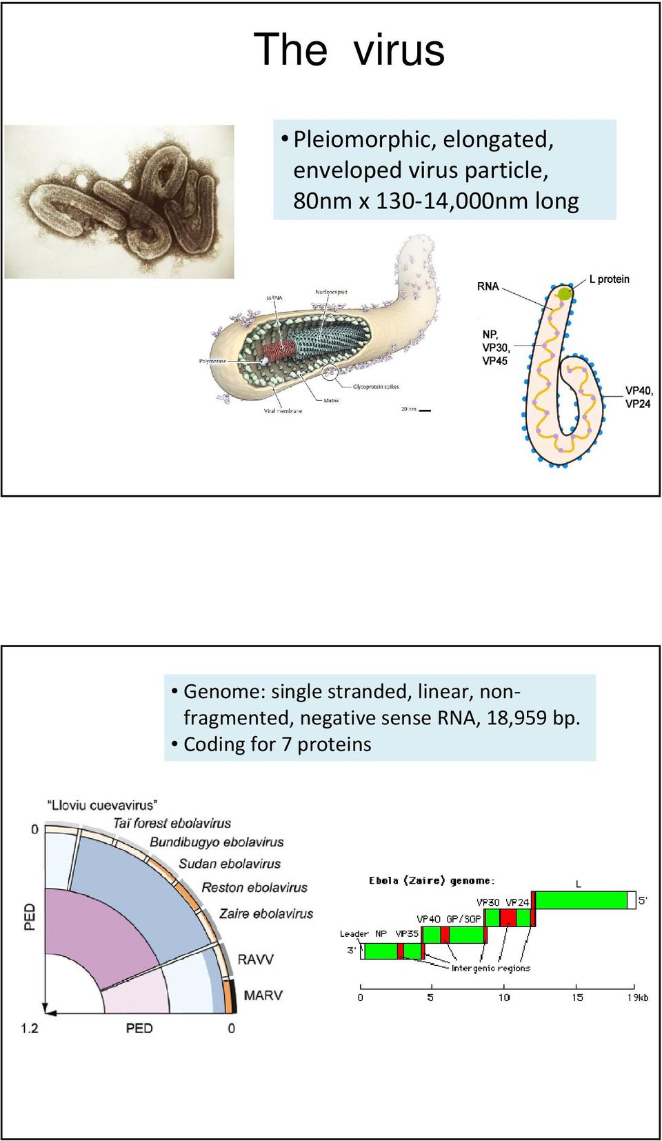 Genome: single stranded, linear,