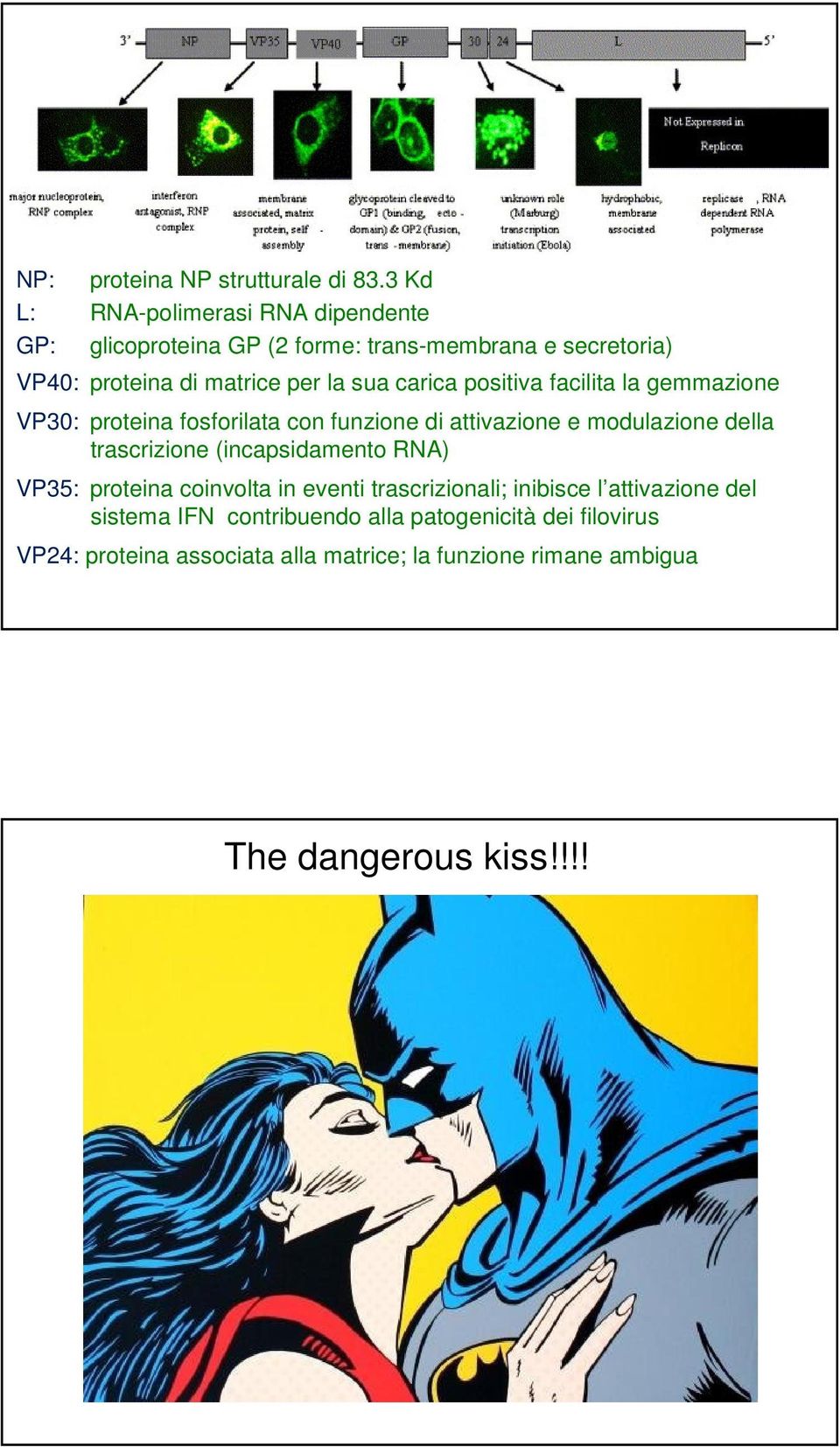 carica positiva facilita la gemmazione VP30: proteina fosforilata con funzione di attivazione e modulazione della trascrizione