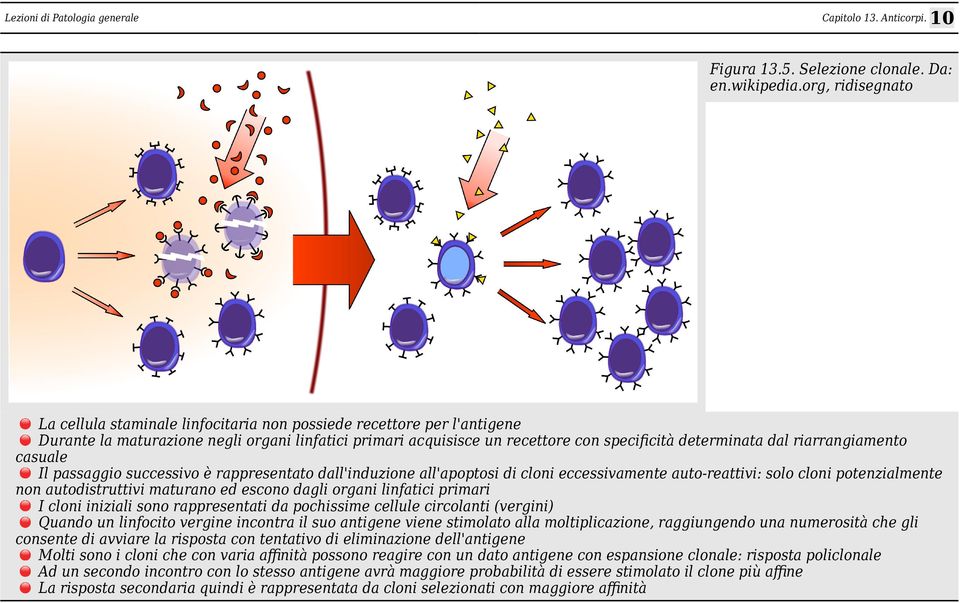 riarrangiamento casuale Il passaggio successivo è rappresentato dall'induzione all'apoptosi di cloni eccessivamente autoreattivi: solo cloni potenzialmente non autodistruttivi maturano ed escono