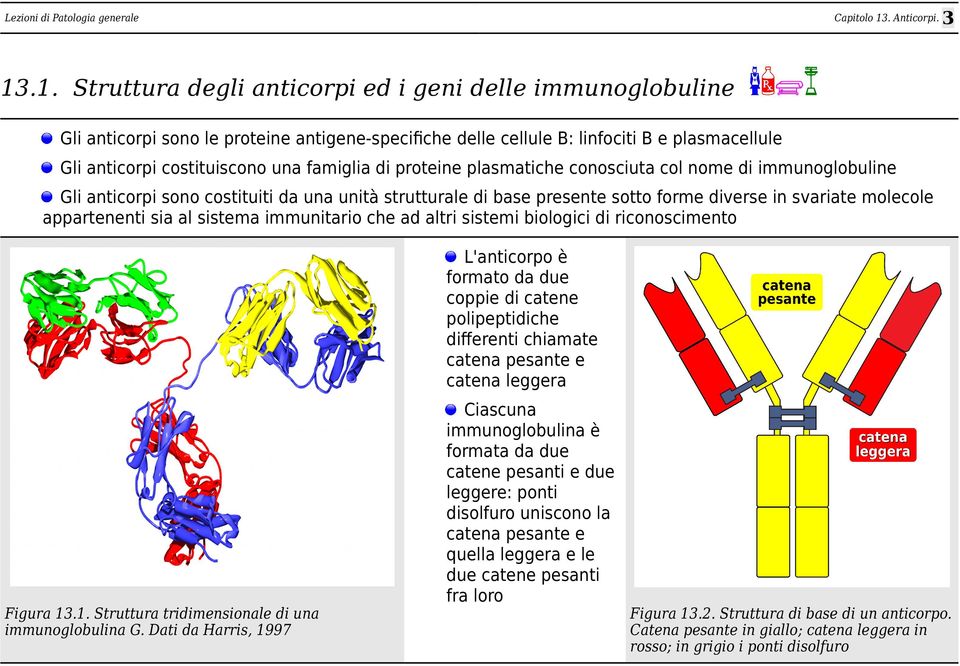 sia al sistema immunitario che ad altri sistemi biologici di riconoscimento L'anticorpo è formato da due coppie di catene polipeptidiche differenti chiamate catena pesante e catena leggera igura 13