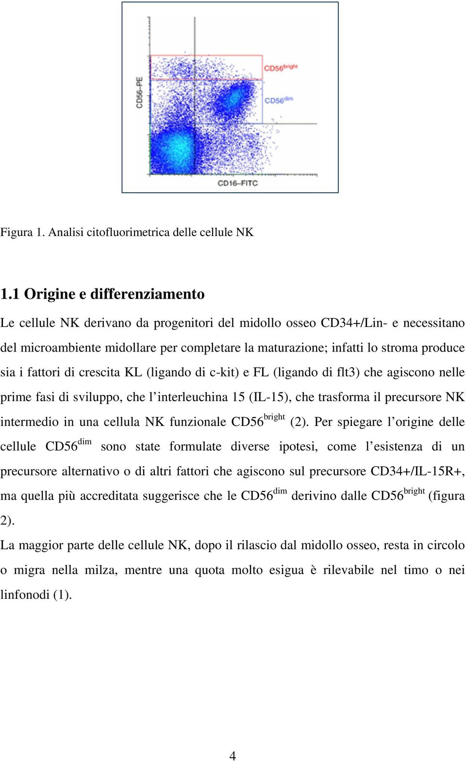 i fattori di crescita KL (ligando di c-kit) e FL (ligando di flt3) che agiscono nelle prime fasi di sviluppo, che l interleuchina 15 (IL-15), che trasforma il precursore NK intermedio in una cellula