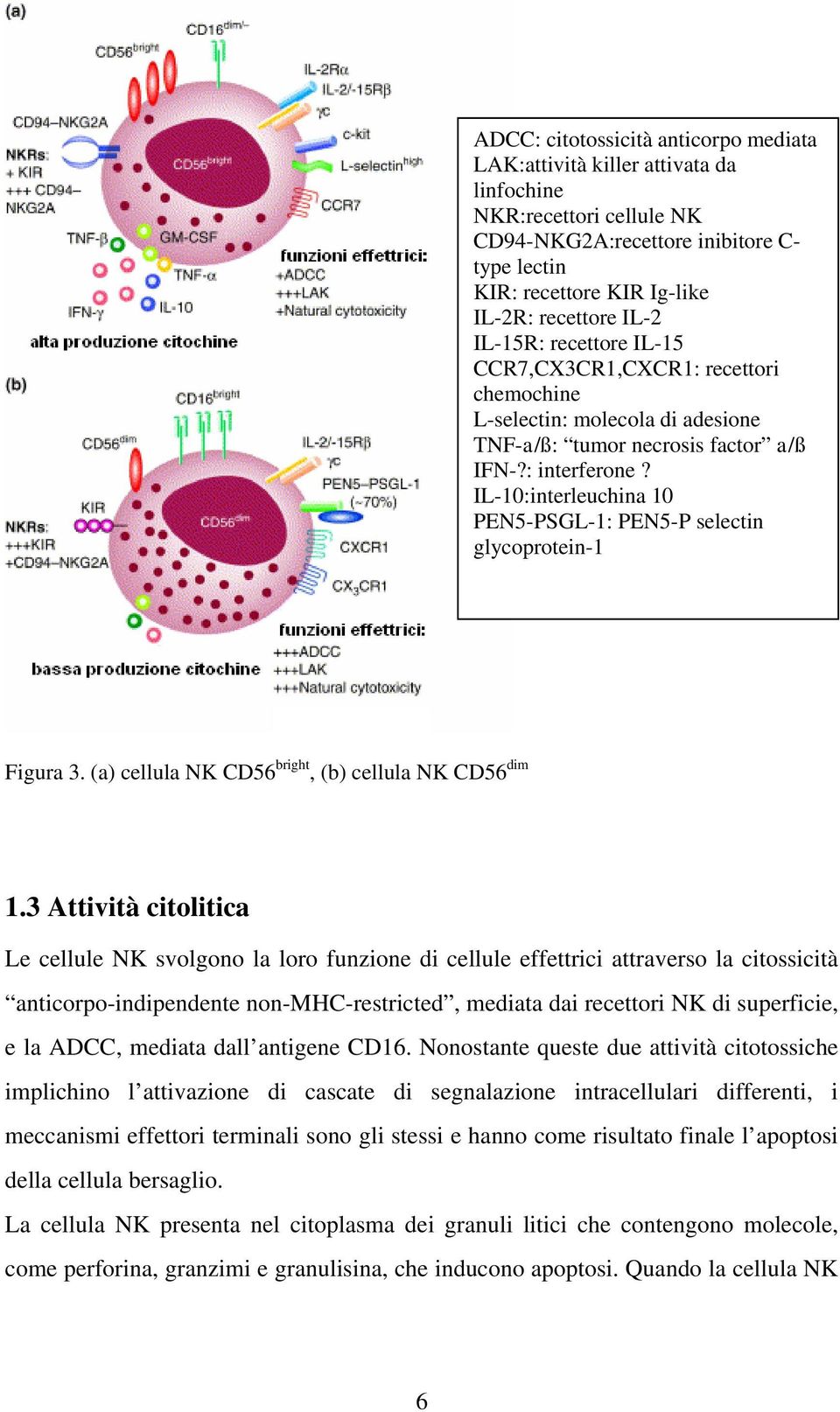 IL-10:interleuchina 10 PEN5-PSGL-1: PEN5-P selectin glycoprotein-1 Figura 3. (a) cellula NK CD56 bright, (b) cellula NK CD56 dim 1.