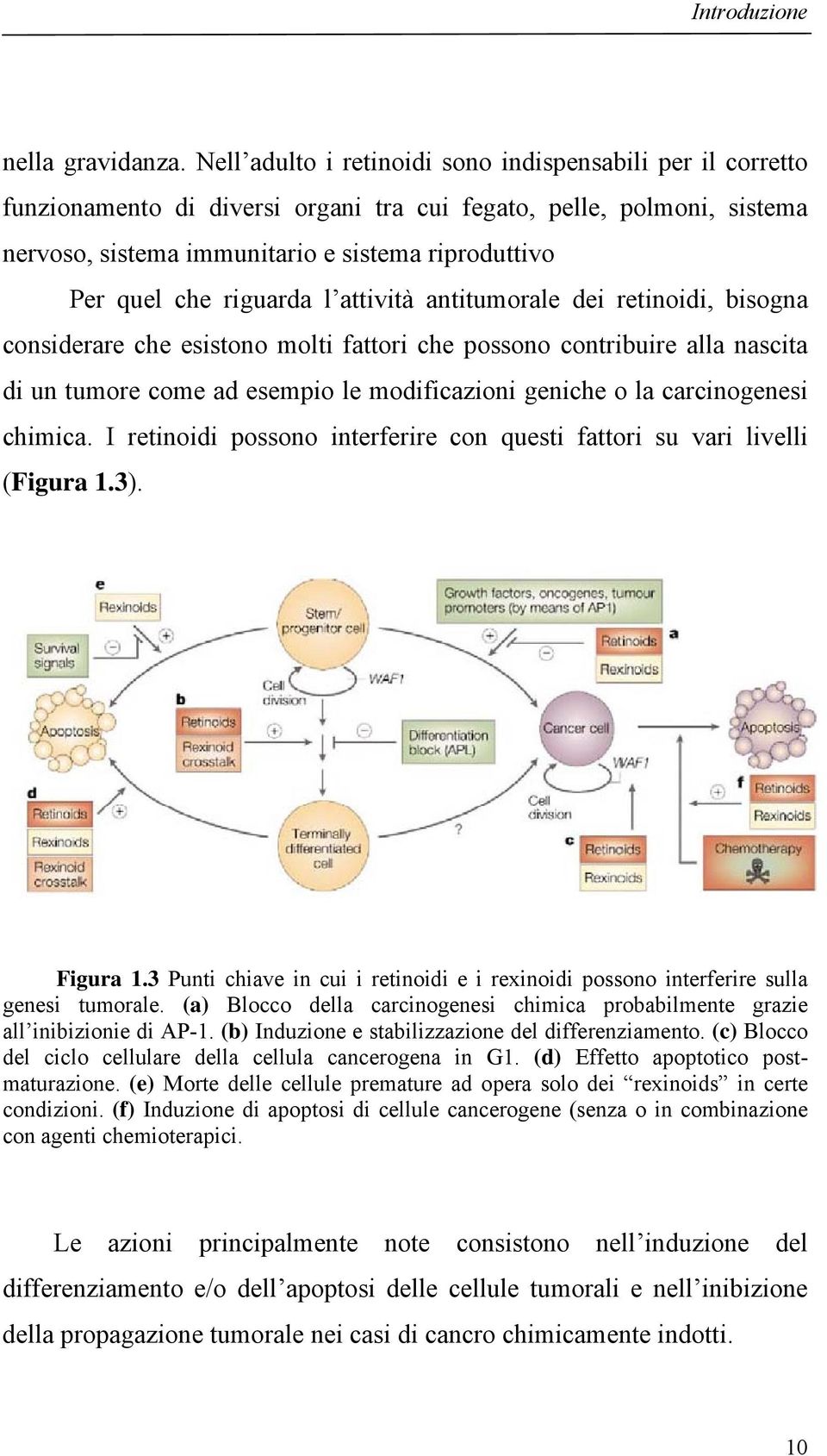 riguarda l attività antitumorale dei retinoidi, bisogna considerare che esistono molti fattori che possono contribuire alla nascita di un tumore come ad esempio le modificazioni geniche o la