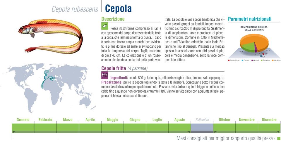 La colorazione è di un rossoarancio che tende a schiarirsi nella parte trale.