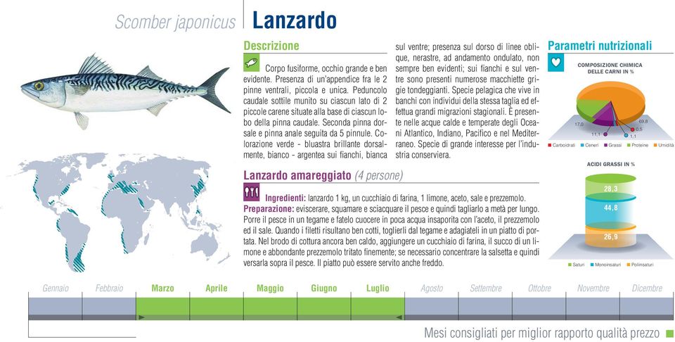 Colorazione verde - bluastra brillante dorsalmente, bianco - argentea sui fi anchi, bianca Lanzardo aeggiato ( persone) sul tre; presenza sul dorso di linee oblique, nerastre, ad andamento ondulato,