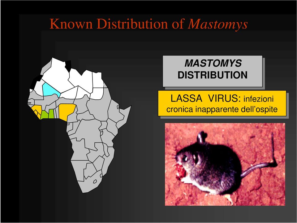 DISTRIBUTION LASSA VIRUS: