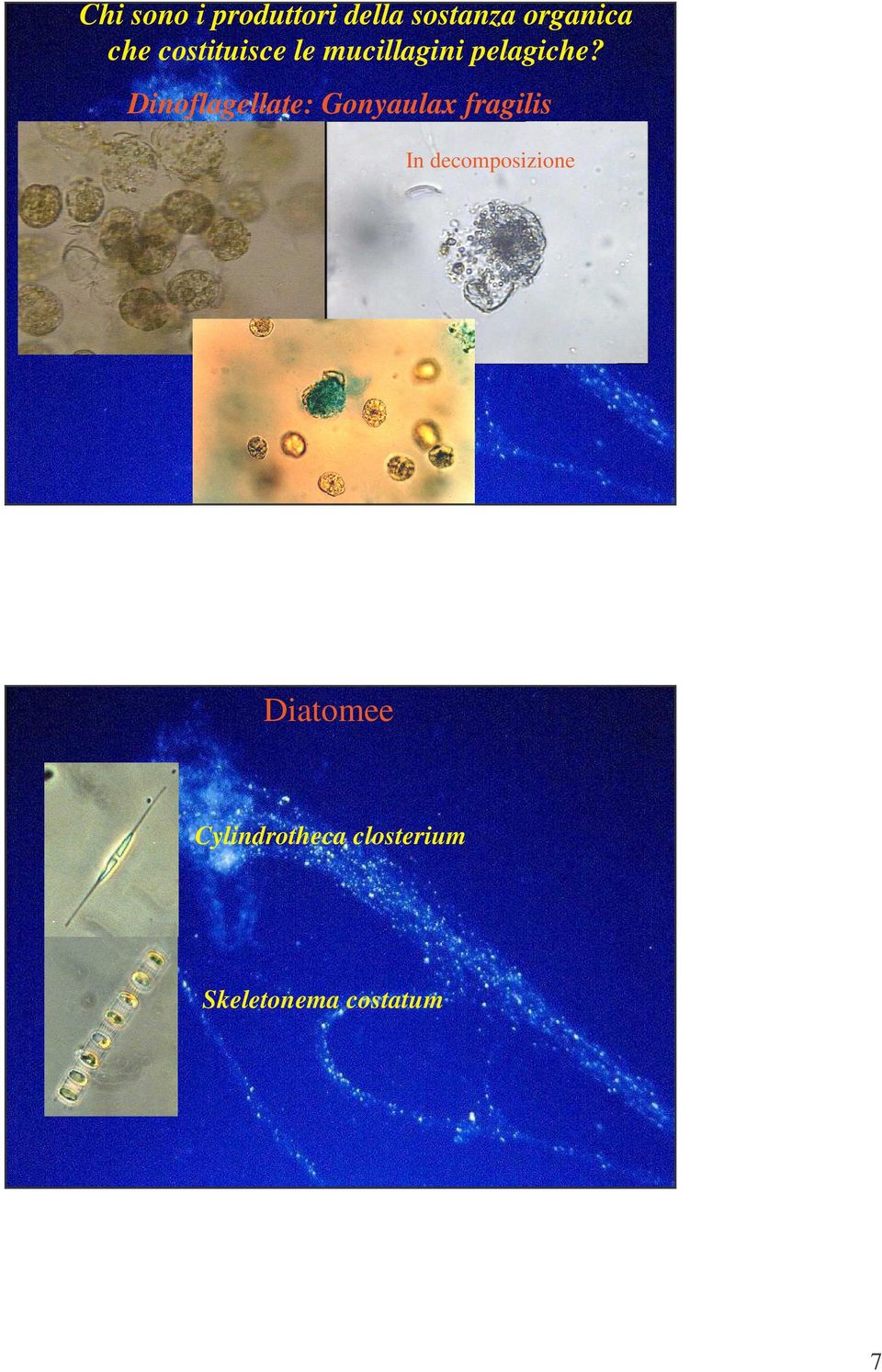 Dinoflagellate: Gonyaulax fragilis In