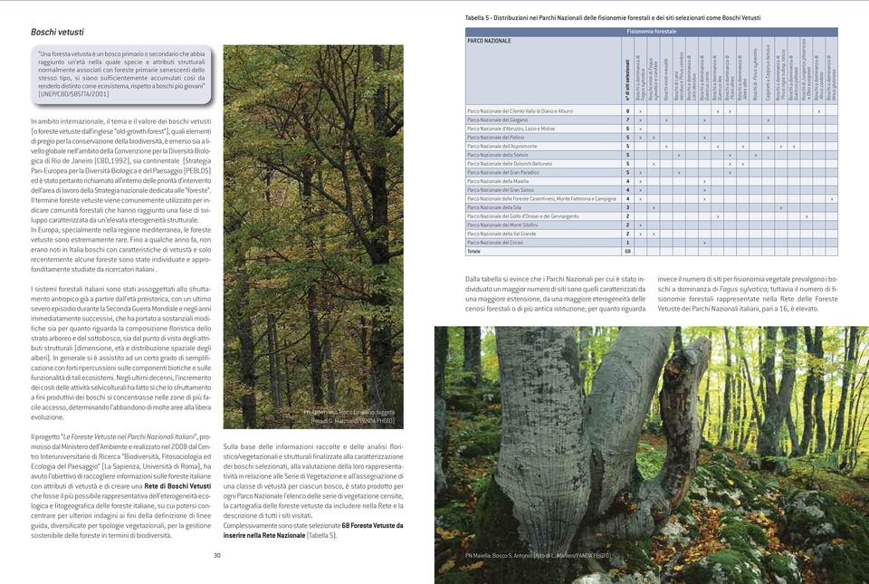 come ecosistema, rispetto a boschi più giovani (UNEP/CBD/SBSTTA/2001) PARCO NAZIONALE n di siti selezionati Fisionomia forestale Boschi a dominanza di Fagus sylvatica Boschi misti di Fagus sylvatica