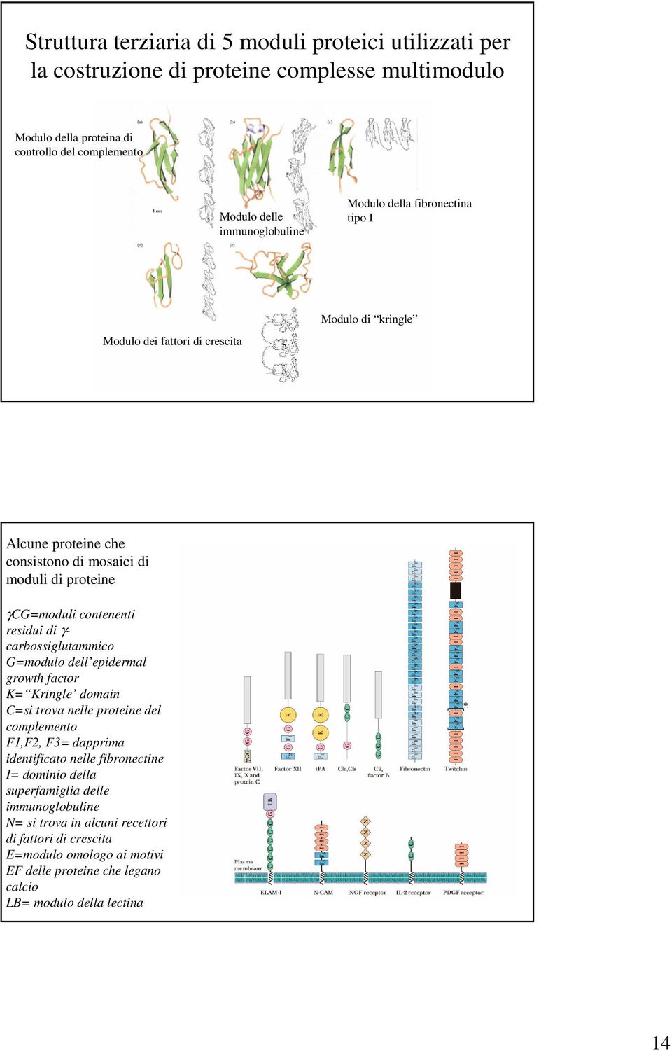 residui di γ- carbossiglutammico G=modulo dell epidermal growth factor K= Kringle domain C=si trova nelle proteine del complemento F1,F2, F3= dapprima identificato nelle fibronectine