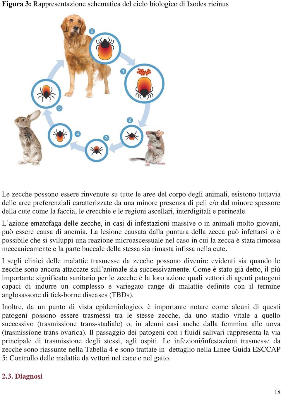 L azione ematofaga delle zecche, in casi di infestazioni massive o in animali molto giovani, può essere causa di anemia.