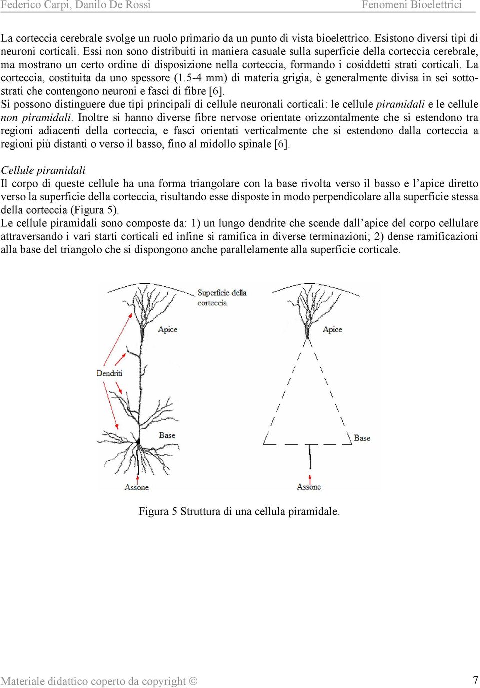 La corteccia, costituita da uno spessore (1.5-4 mm) di materia grigia, è generalmente divisa in sei sottostrati che contengono neuroni e fasci di fibre [6].