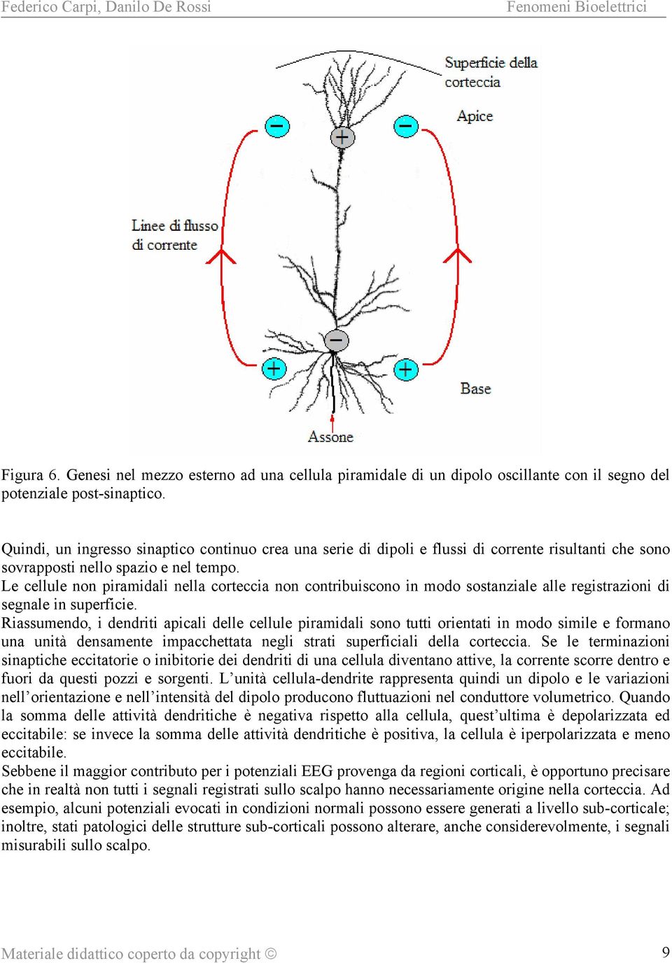 Le cellule non piramidali nella corteccia non contribuiscono in modo sostanziale alle registrazioni di segnale in superficie.