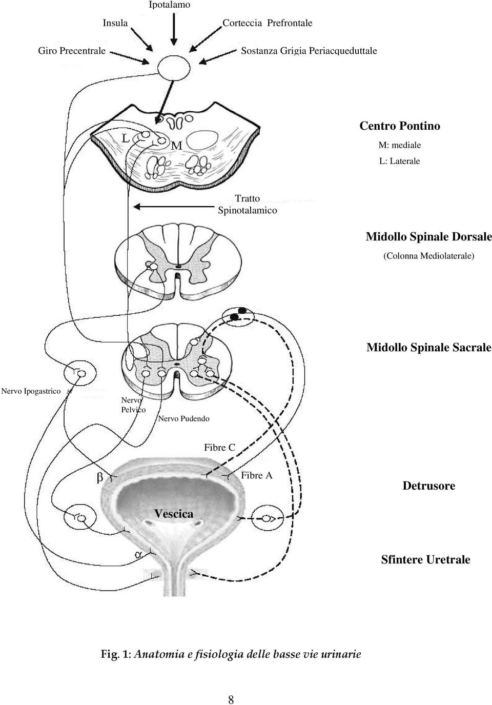 Mediolaterale) Midollo Spinale Sacrale Nervo Ipogastrico Nervo Pelvico Nervo Pudendo Fibre C