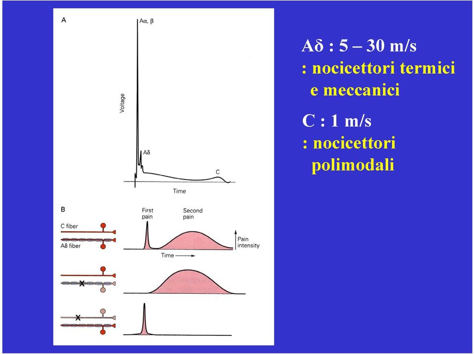 e meccanici C : 1