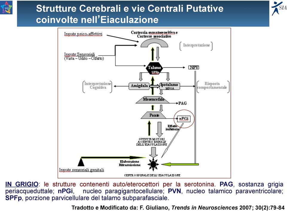 PAG, sostanza grigia periacqueduttale; npgi, nucleo paragigantocellulare; PVN, nucleo talamico